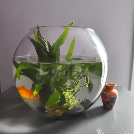 Paisible בית אירוח *